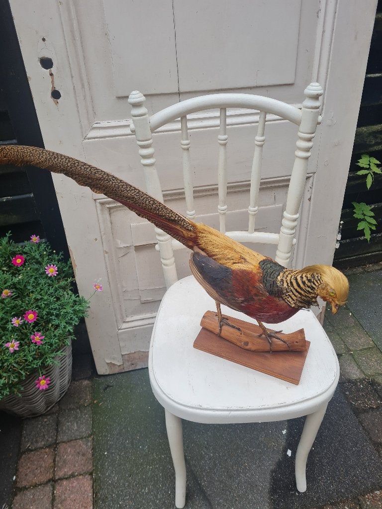 Opgezette goudfazant in zeer goede staat, Ophalen of Verzenden, Zo goed als nieuw, Vogel, Opgezet dier