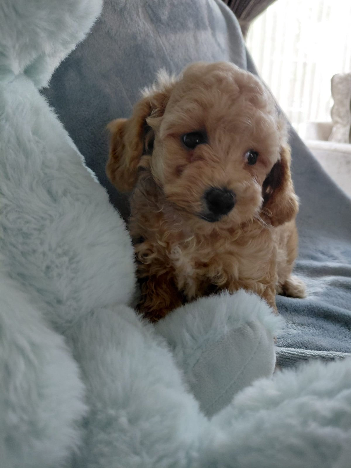 Maltipoo pups, Poedel, 8 tot 15 weken, Teef, Eén hond