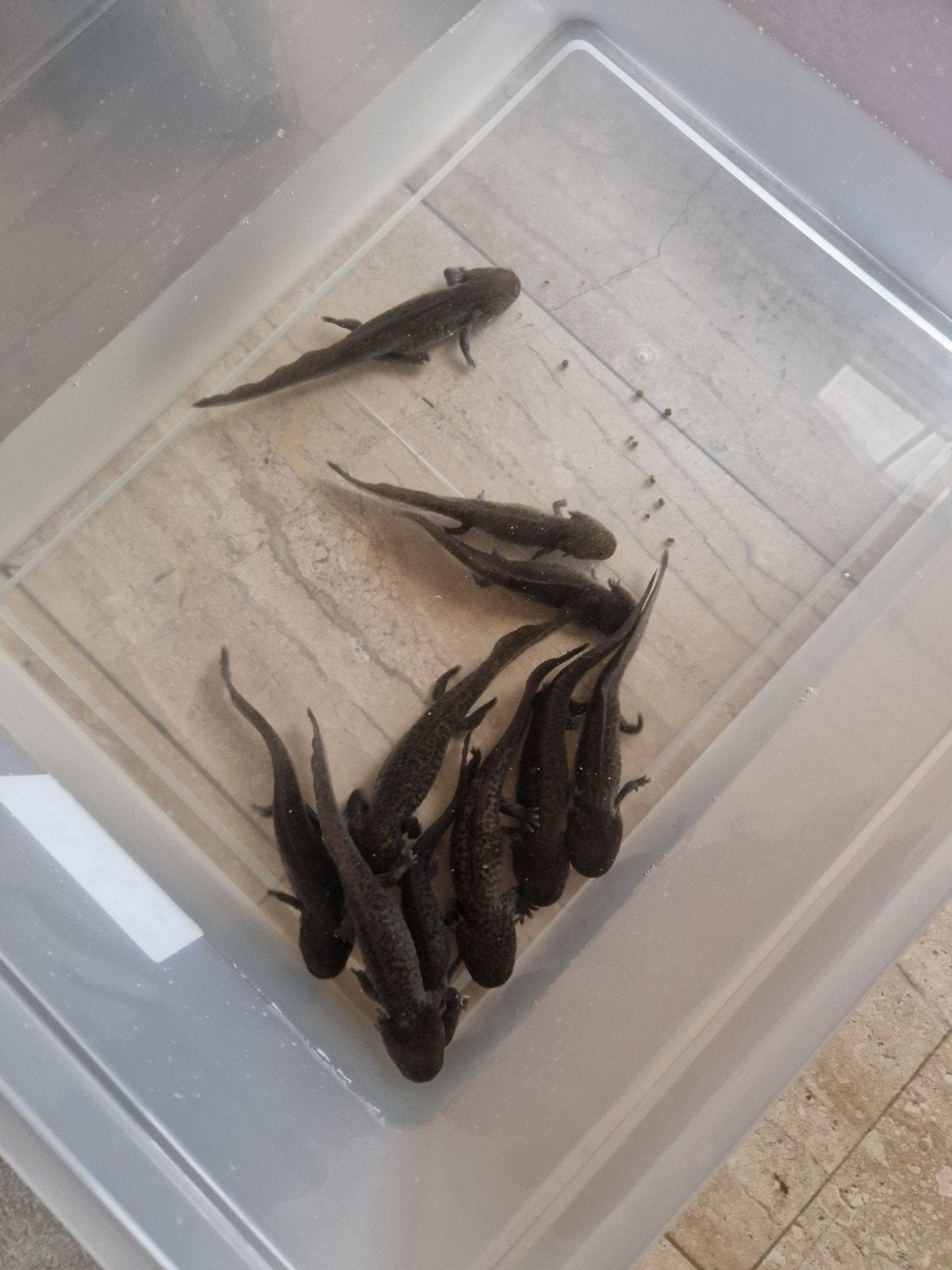 Axolotls, Amfibie, 0 tot 2 jaar