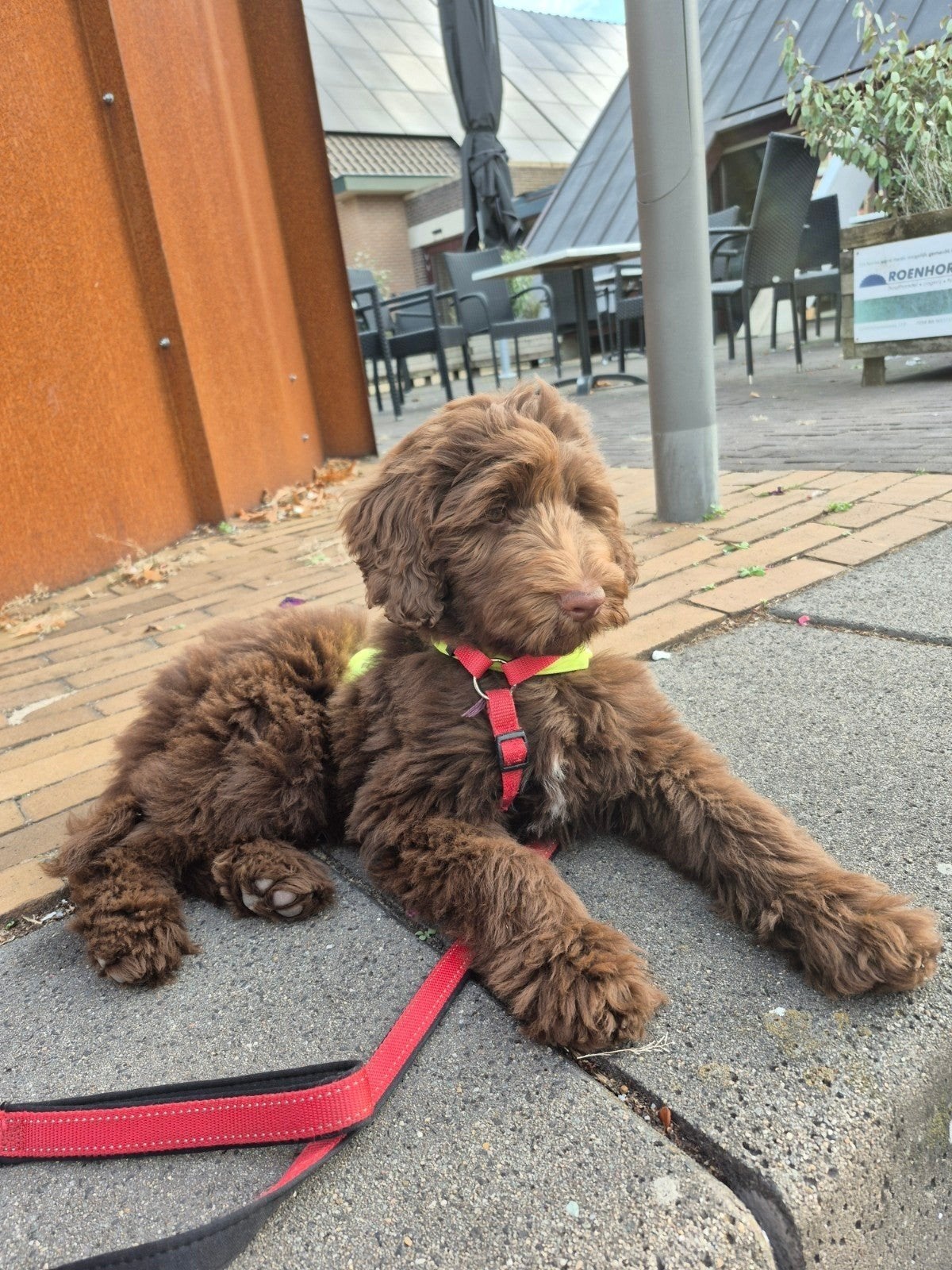 Labradoodle multigen pups, Nederland, CDV (hondenziekte), 8 tot 15 weken, Meerdere