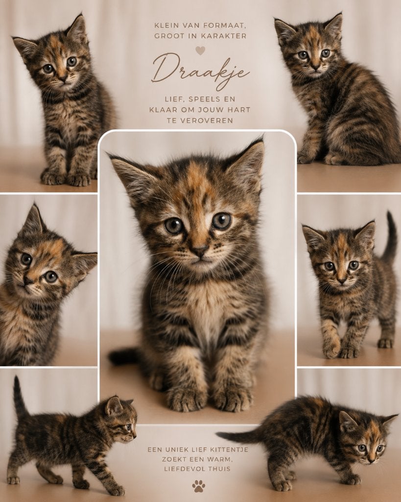 Bombey x kittens, Poes, 0 tot 2 jaar
