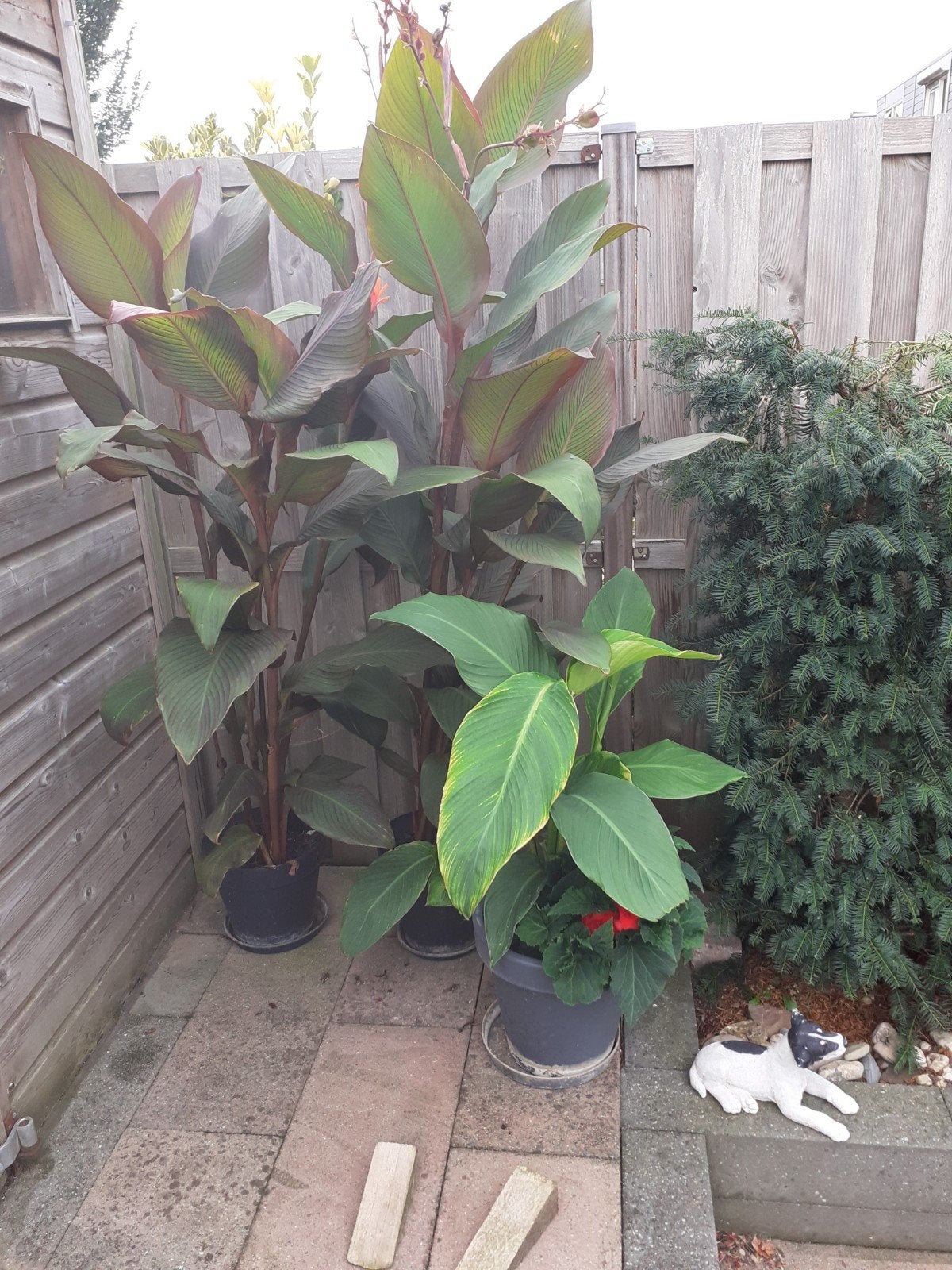 cana plant in pot  uit kiezen uit 3 voor 25 euro, Tuin en Terras, Overige soorten, Minder dan 100 cm, Ophalen, Volle zon