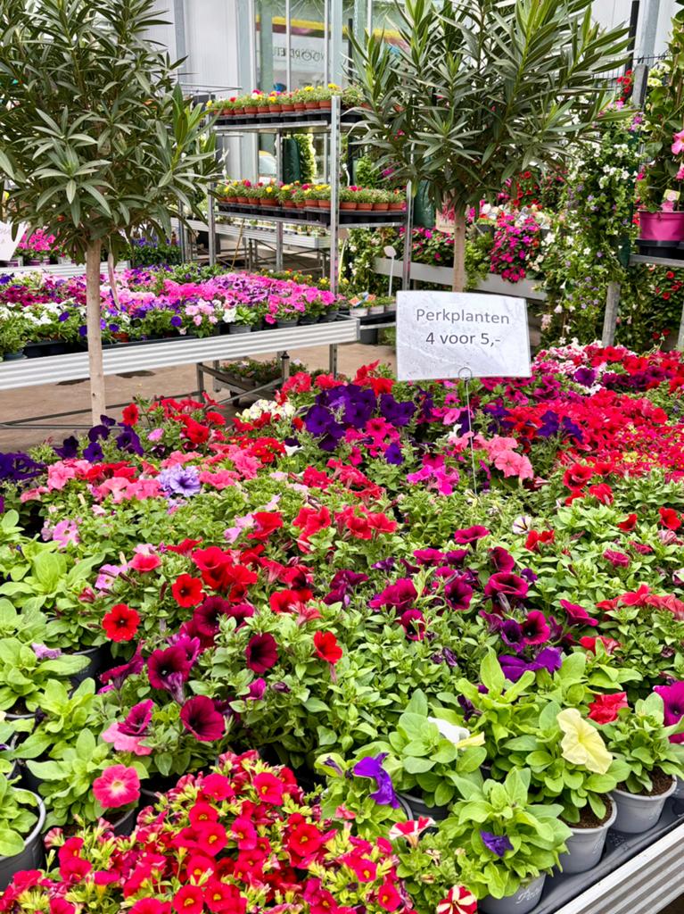 Perkplanten 4 voor 5,-, Ophalen, Eenjarig, Overige soorten, Volle zon
