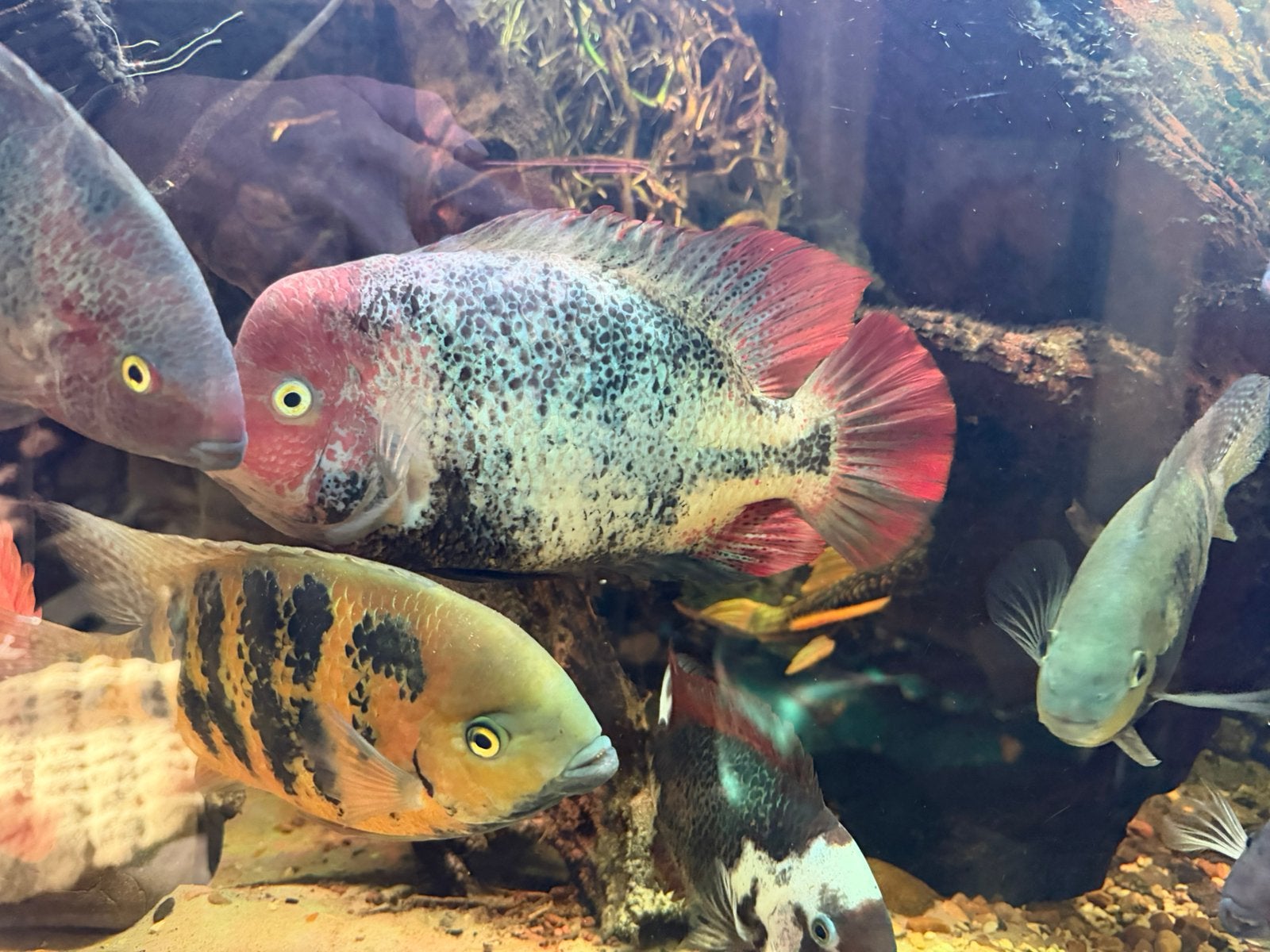 Vieja, Dieren en Toebehoren, Vis