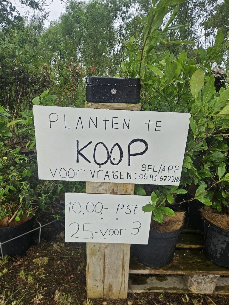 Tuinplanten te koop!, Ophalen, Overige soorten, Halfschaduw