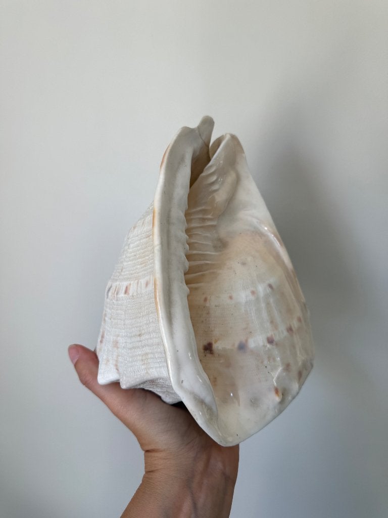 Reuze helm schelp, Ophalen of Verzenden, Schelp(en)