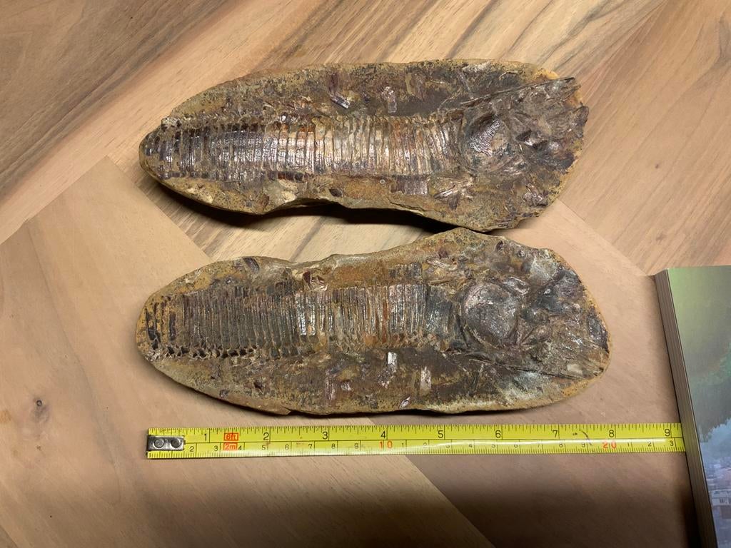 Dubbel Vis Fossiel Aspidorhynchus, Verzamelen, Ophalen of Verzenden