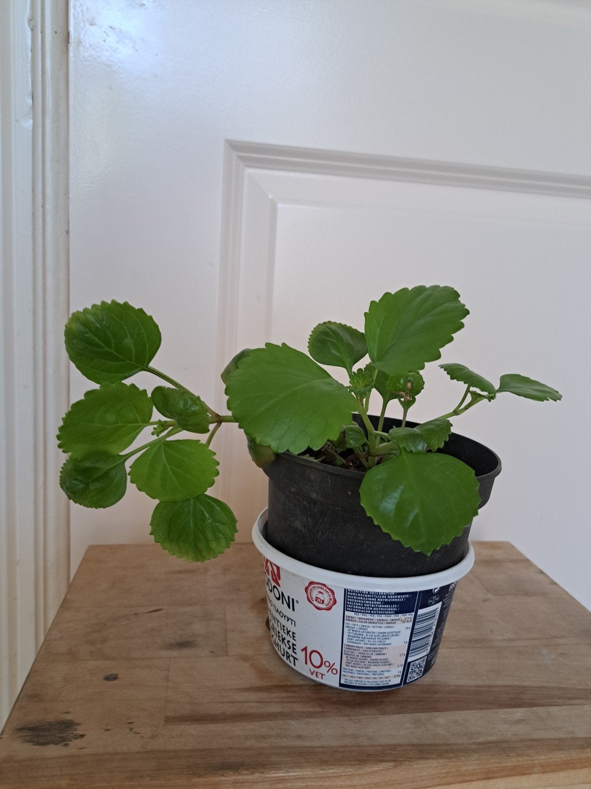 gemakkelijke hangplant, Ophalen, Halfschaduw, Minder dan 100 cm