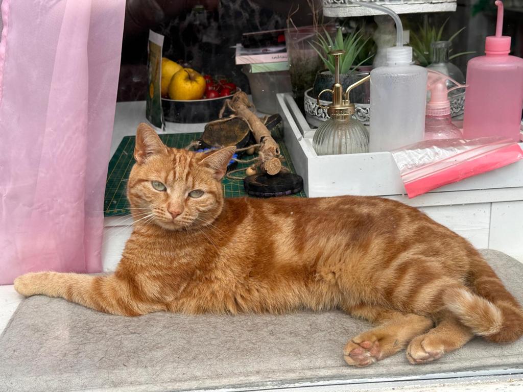 Rode poes, Nacho, Dieren en Toebehoren, Poes, Kortharig, 3 tot 5 jaar