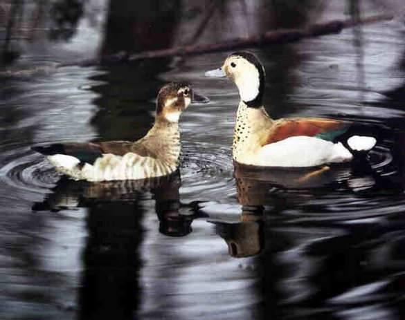 Siereenden, ganzen, kippen enz., Dieren en Toebehoren, Pluimvee, Meerdere dieren, Eend