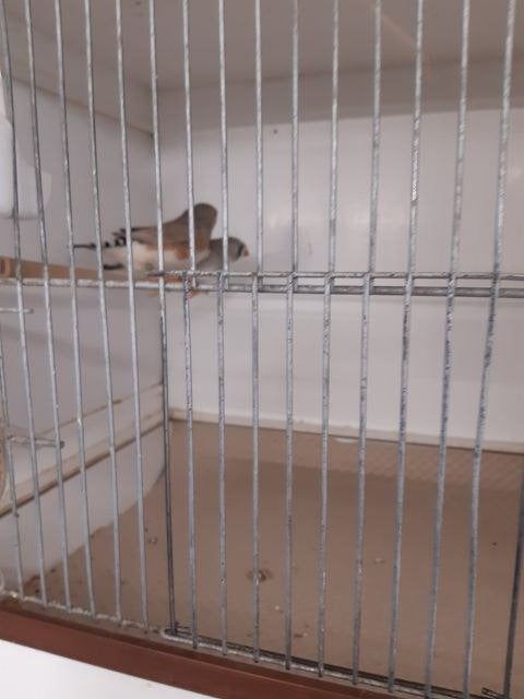 zebravinken te koop, Meerdere dieren, Tropenvogel, Geringd