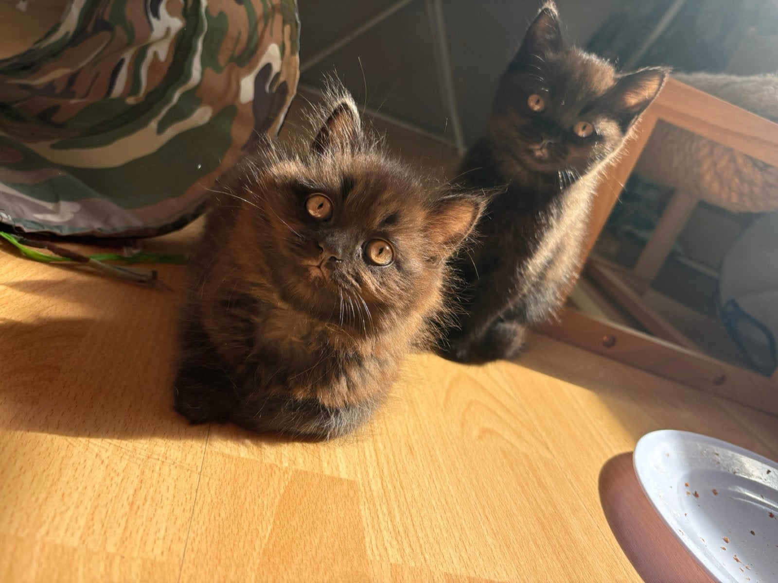 Britse korthaar/ langhaar kittens, Meerdere dieren, Ontwormd