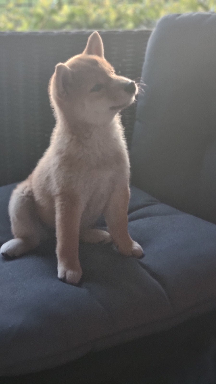shiba inu, Parvo, Overige rassen, 8 tot 15 weken, Teef