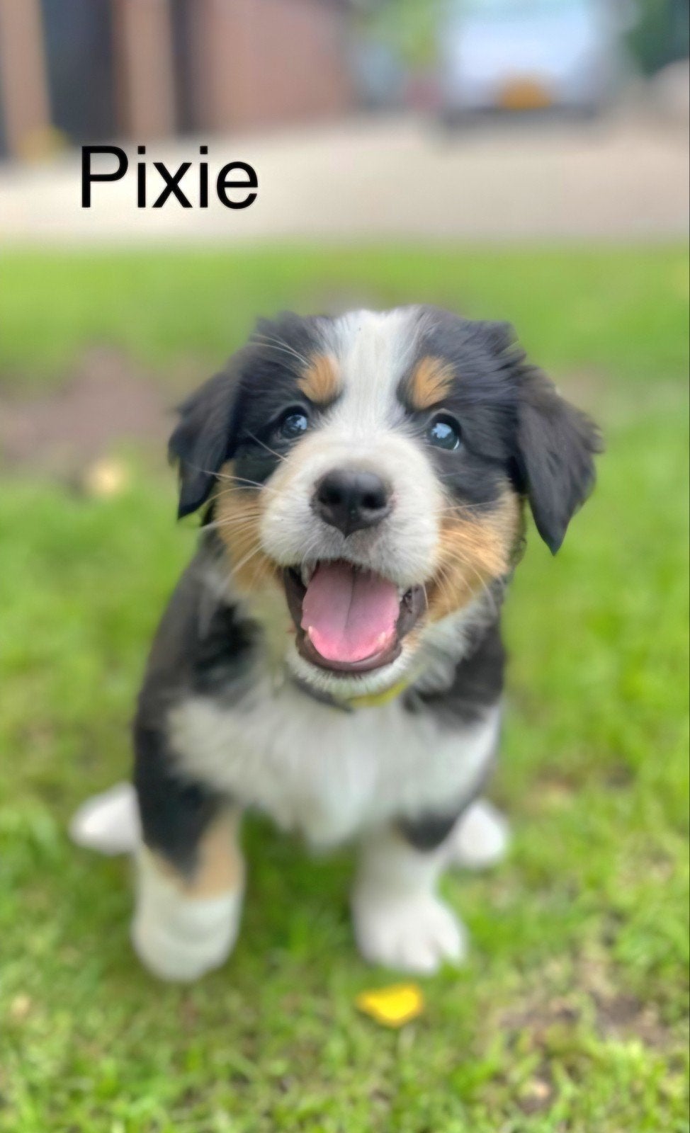 Berner sennen pup, Parvo, 8 tot 15 weken, Groot, Meerdere