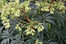 Helleborus foetidus (Kerstroos), Tuin en Terras, Planten | Tuinplanten, Overige soorten, Vaste plant, Ophalen of Verzenden, Halfschaduw