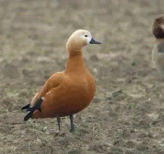 Casarca vrouw overjarig, Dieren en Toebehoren, Vrouwelijk, Eend