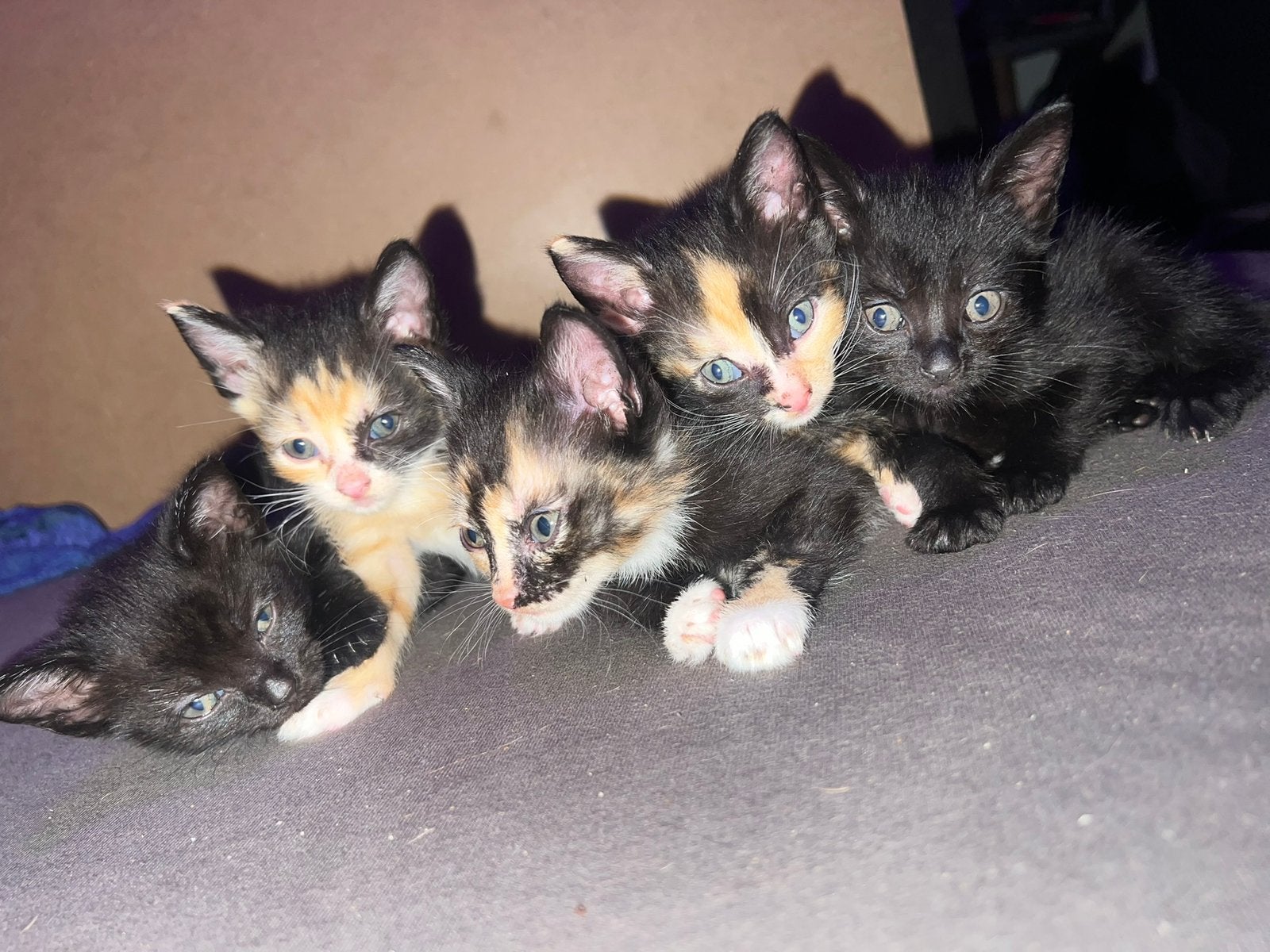 Kittens, Dieren en Toebehoren, Meerdere dieren