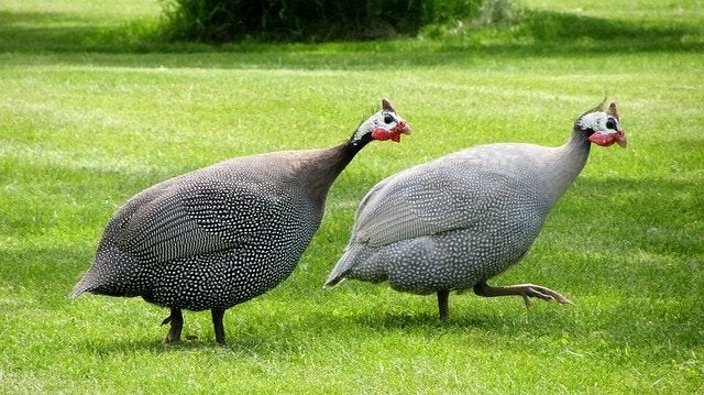 Jonge Parelhoenders te koop, Dieren en Toebehoren, Mannelijk