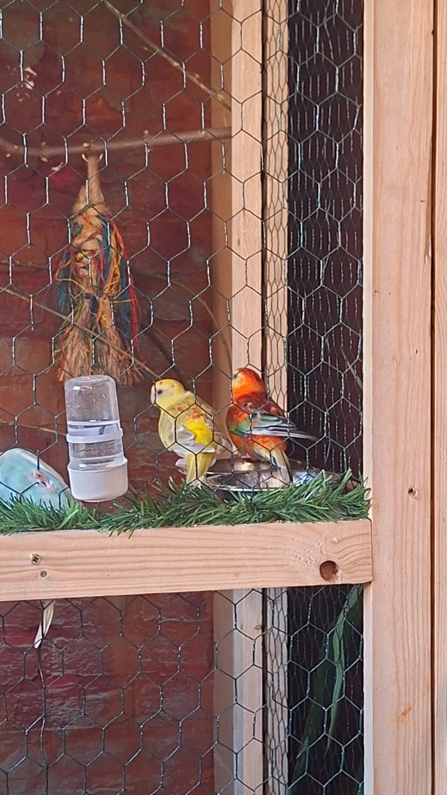 Rood rug koppel ! 2025, Dieren en Toebehoren, Vogels | Overige Vogels