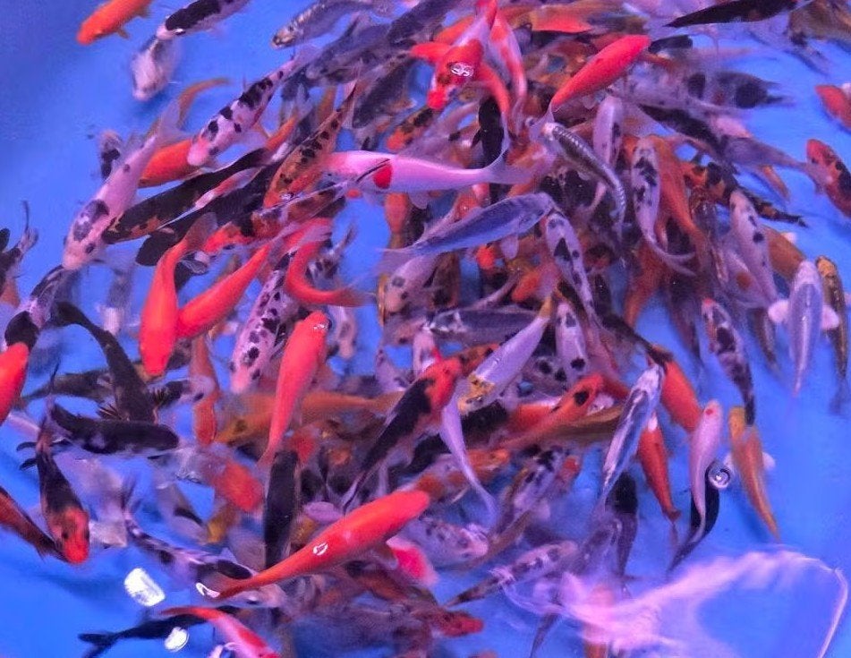 Koi 9–12 cm uit eigen kwekerij – Koidream Valburg, Karper of Koi