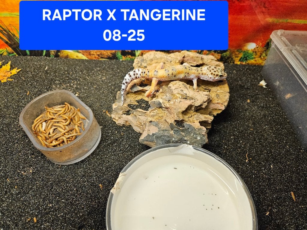 Eublepharis macularius Luipaardgekko Leopard Gecko photo 8