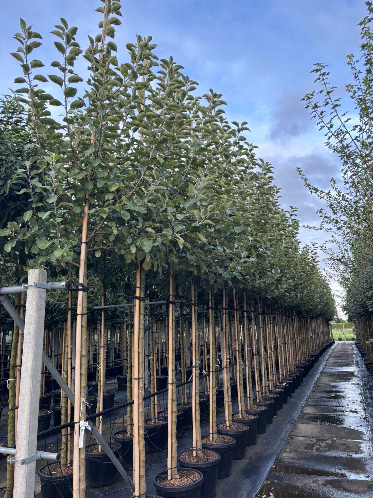 Malus ‘Kaiser Wilhelm’ – Appelboom hoogstam, Tuin en Terras, Lente, Volle zon, In pot, Ophalen of Verzenden