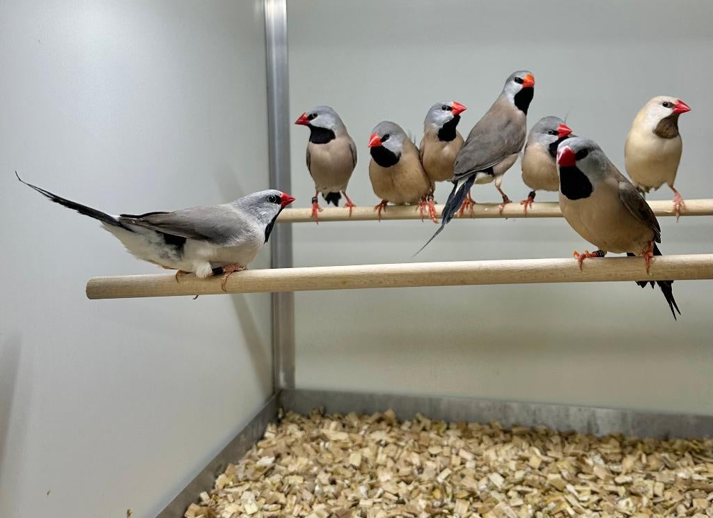 Spitsstaart amadines koppel en mannen, Dieren en Toebehoren, Vogels | Overige Vogels, Mannelijk