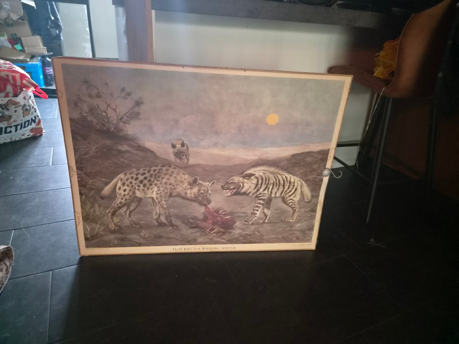 Schoolplaat hyena, Ophalen, Natuur en Biologie