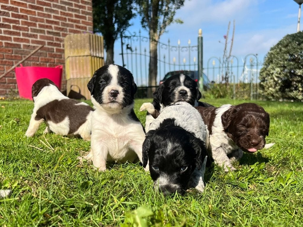 Heidewachtel kruizing pups, 8 tot 15 weken, Meerdere, Meerdere dieren, Middel