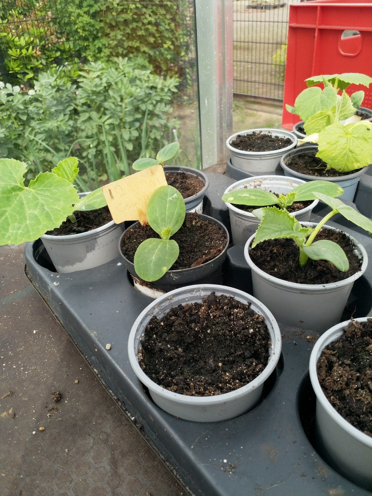 Courgette, Tuin en Terras, Ophalen, Eenjarig, Groenteplanten, Volle zon