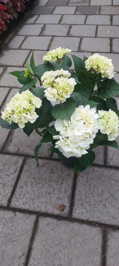 Boeren hortensia's diverse kleuren, Tuin en Terras, Planten | Tuinplanten, Ophalen of Verzenden, Overige soorten, Halfschaduw