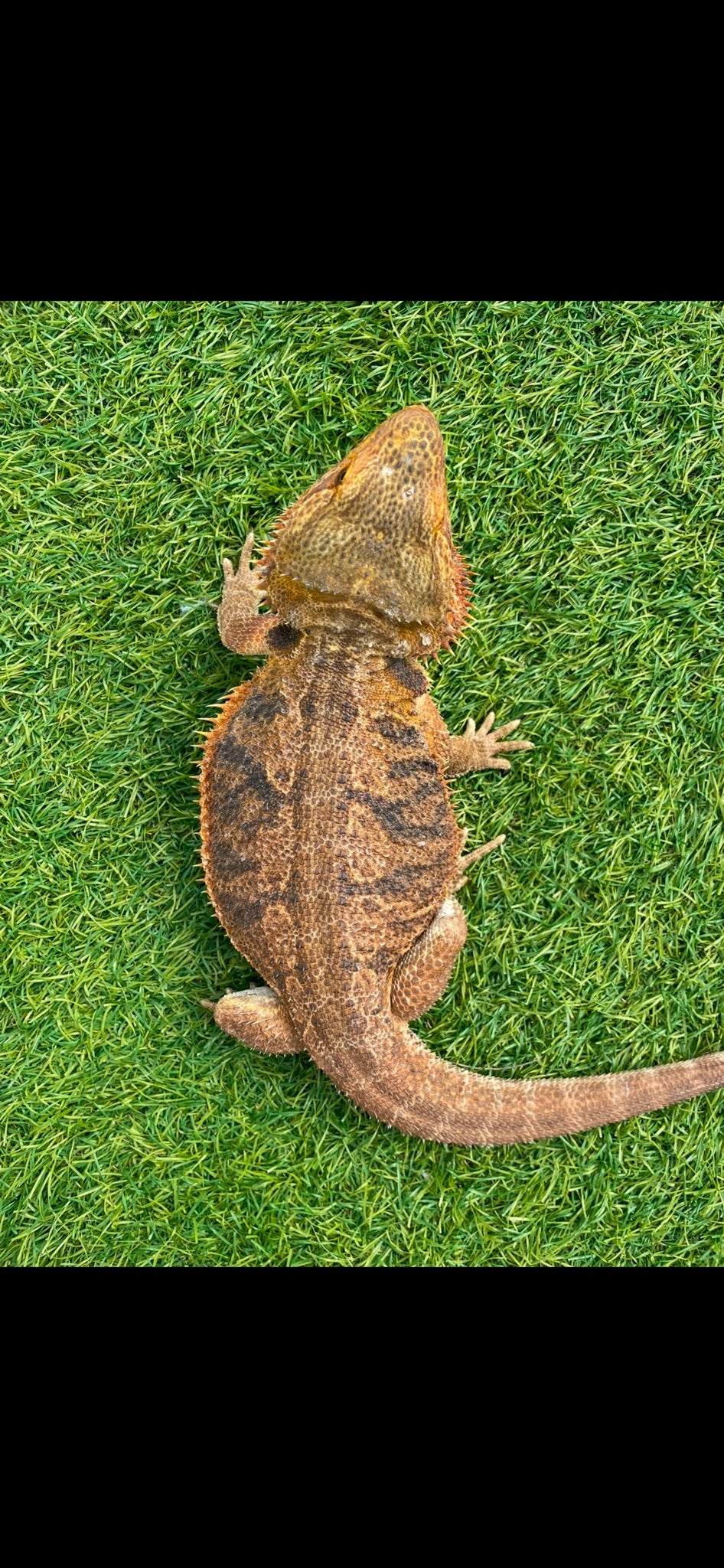Baardagaam koppel man vrouw Bearded Dragon photo 4