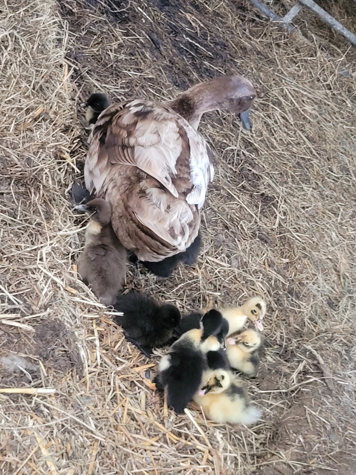 Eend met 11  pullen kuikens, Meerdere dieren, Eend