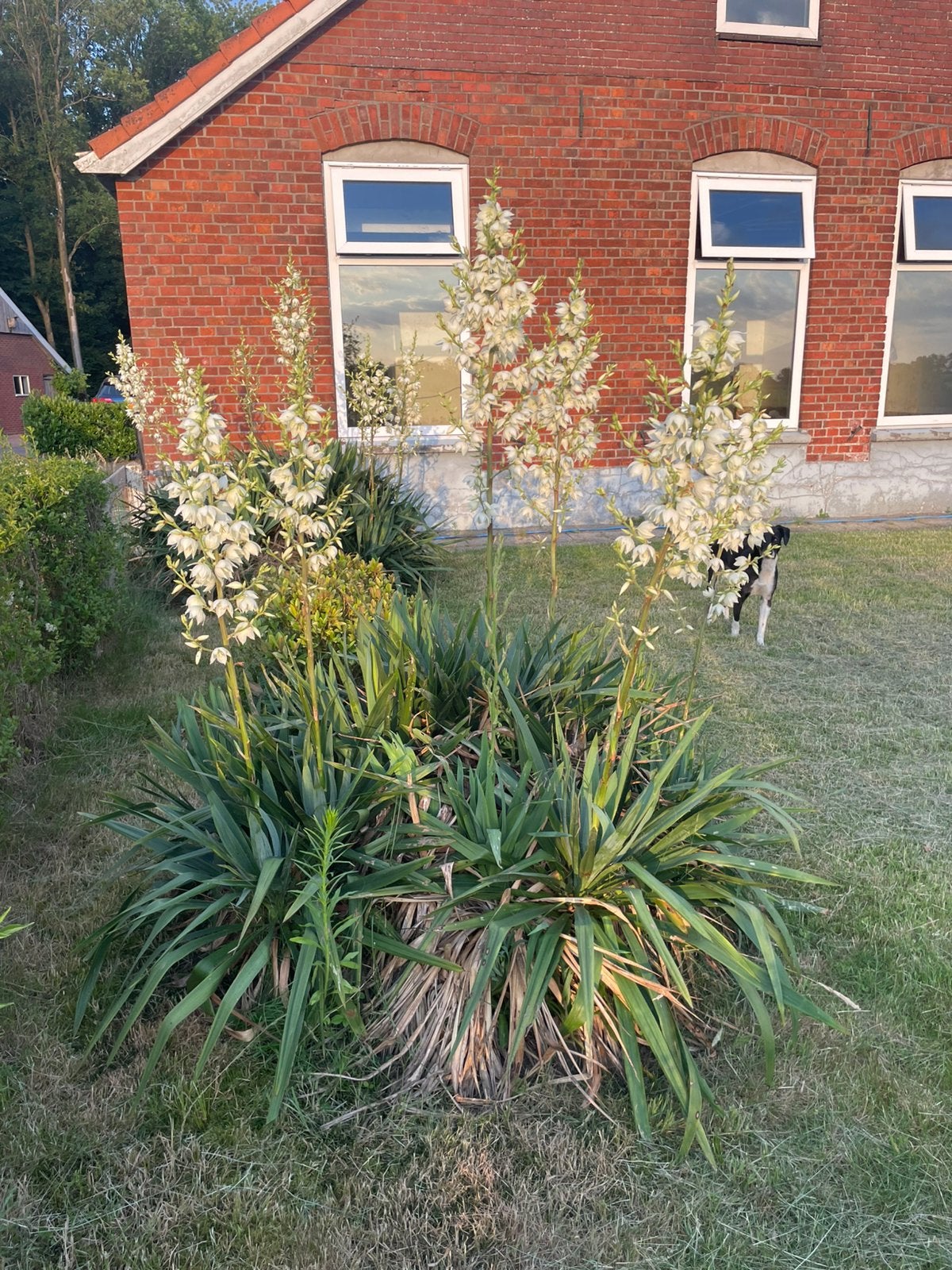 Gratis Palmlelies, Tuin en Terras, Planten | Tuinplanten, Volle zon, Vaste plant, Zomer, Ophalen