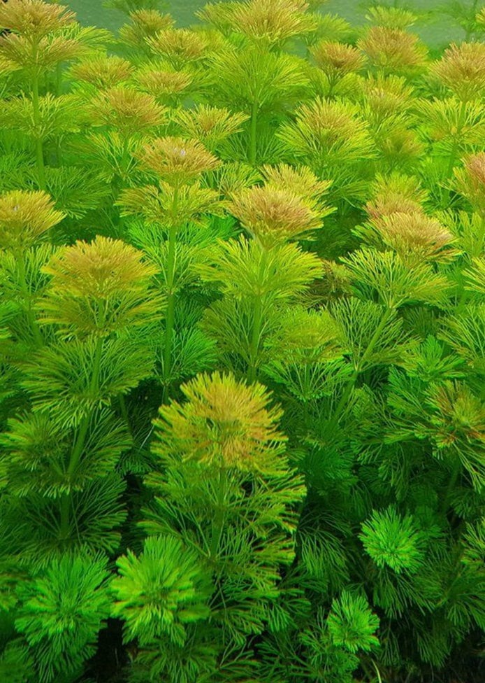 Aquarium plant limnophila sessiliflora stekken, Ophalen of Verzenden, Nieuw, Plant(en), Steen of Hout