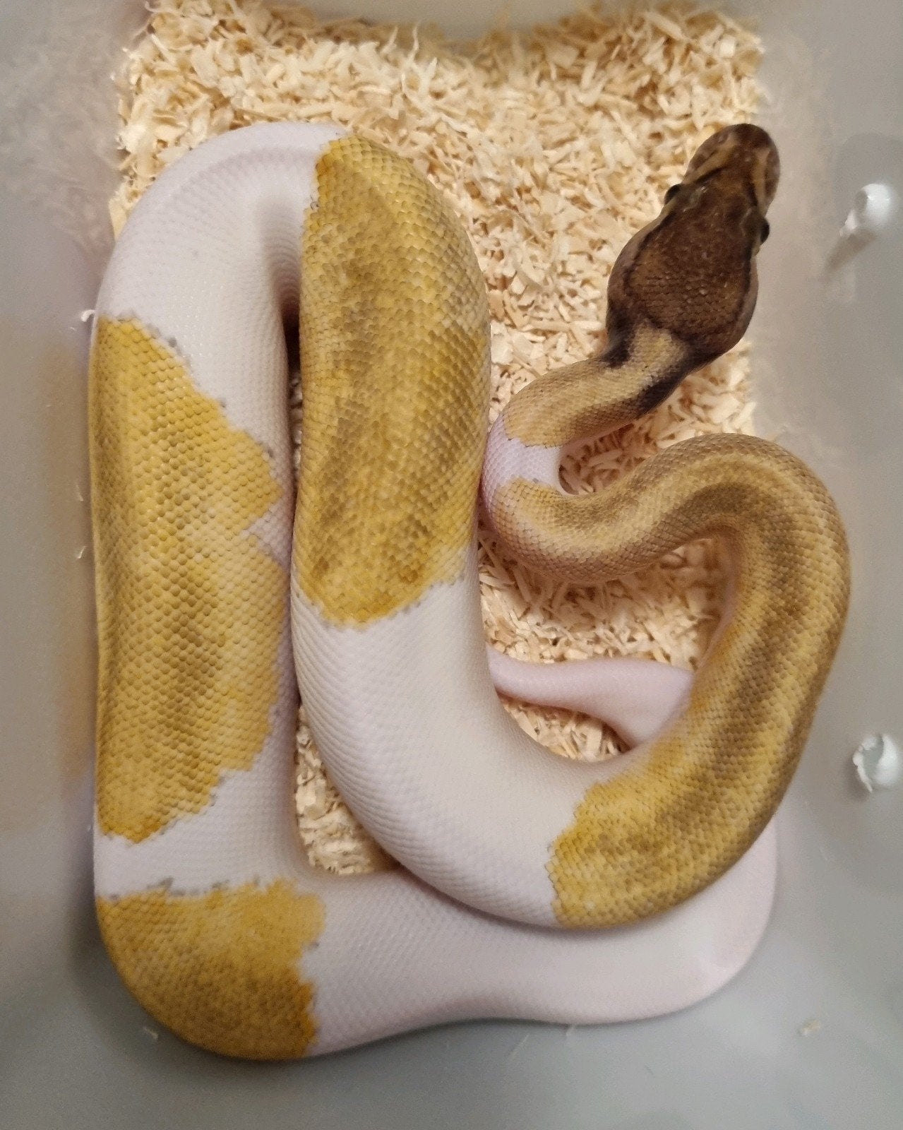 0.1 mojave enchi pinstripe piebald koningspython, Dieren en Toebehoren, Slang, 0 tot 2 jaar