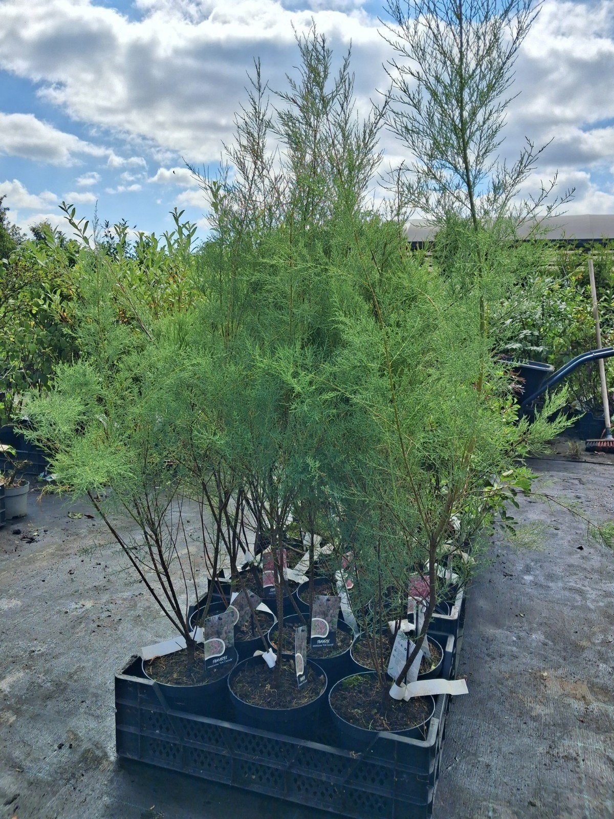 Tamarix Ramosissima 'Pink Cascade' - Sierlijke Struik, Ophalen of Verzenden, Overige soorten, Struik, Minder dan 100 cm