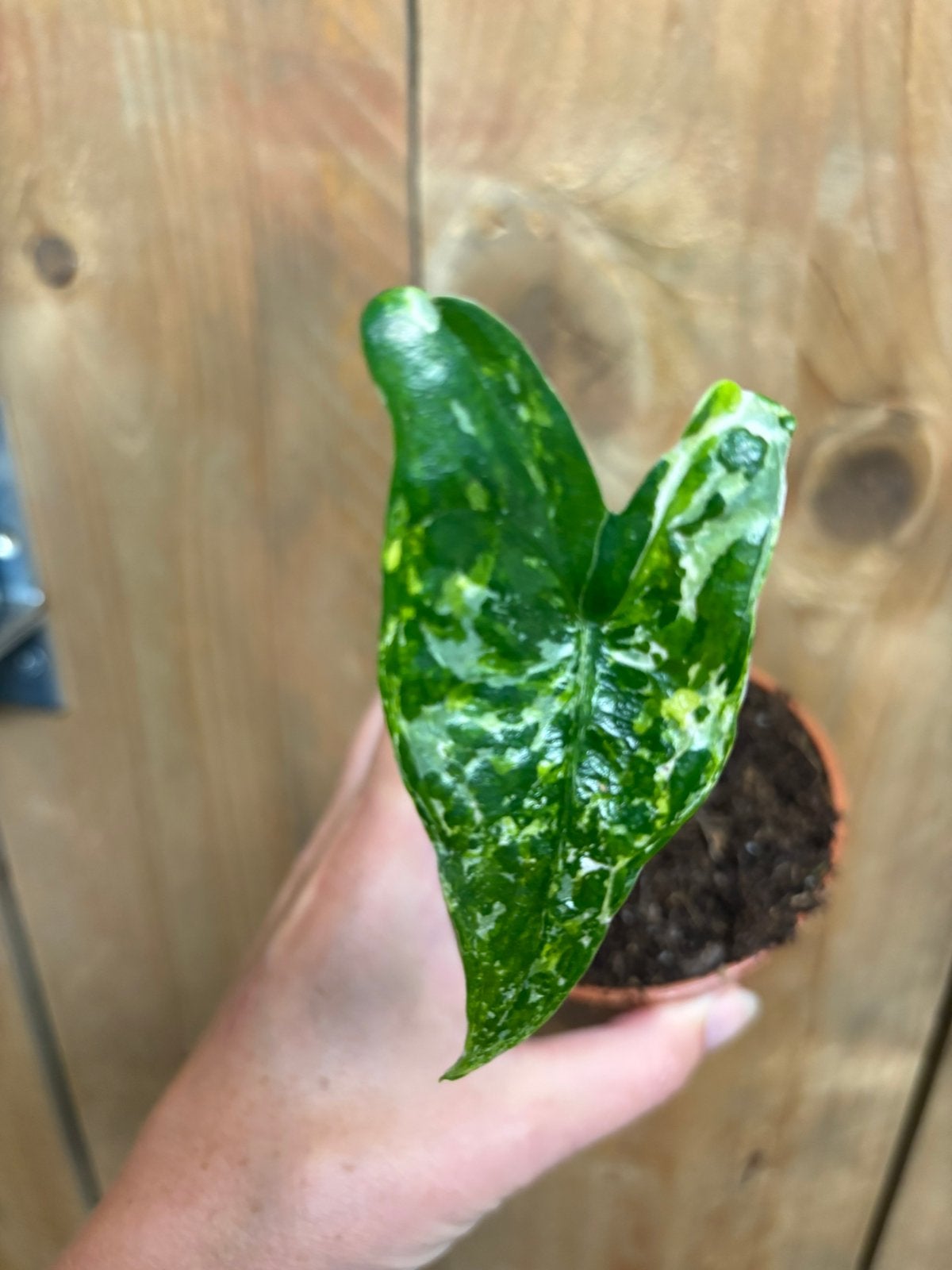 Alocasia zebrina variegata plant tricolor aurea albo green, Ophalen of Verzenden, Halfschaduw, Minder dan 100 cm