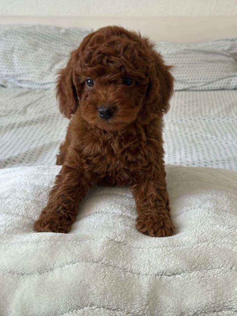 Poedel, Reu, 8 tot 15 weken, Parvo, Eén hond