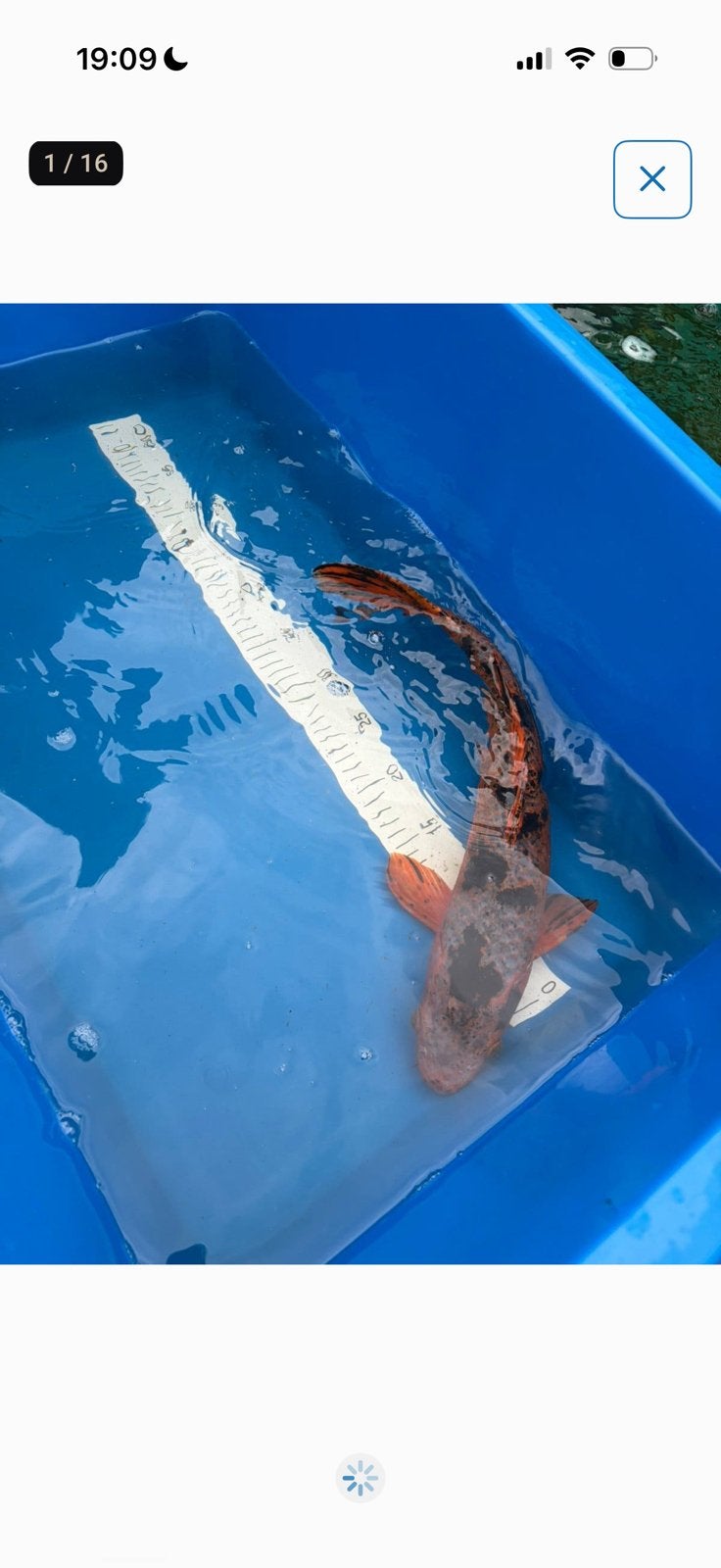 Diverse koi gratis, Dieren en Toebehoren, Karper of Koi