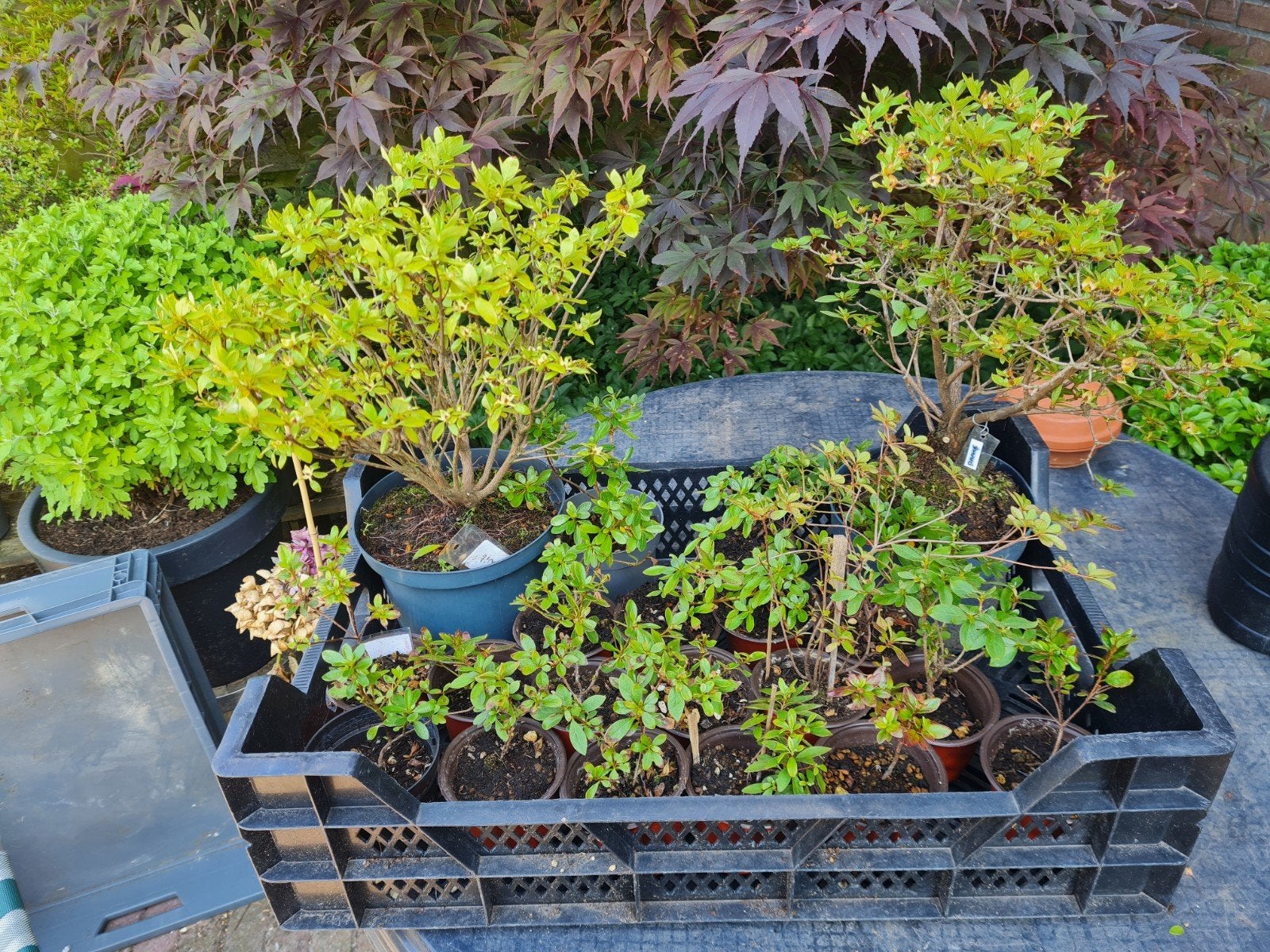 Azalea's (zelf een Bonsai maken), Vaste plant, Halfschaduw, Lente, Ophalen
