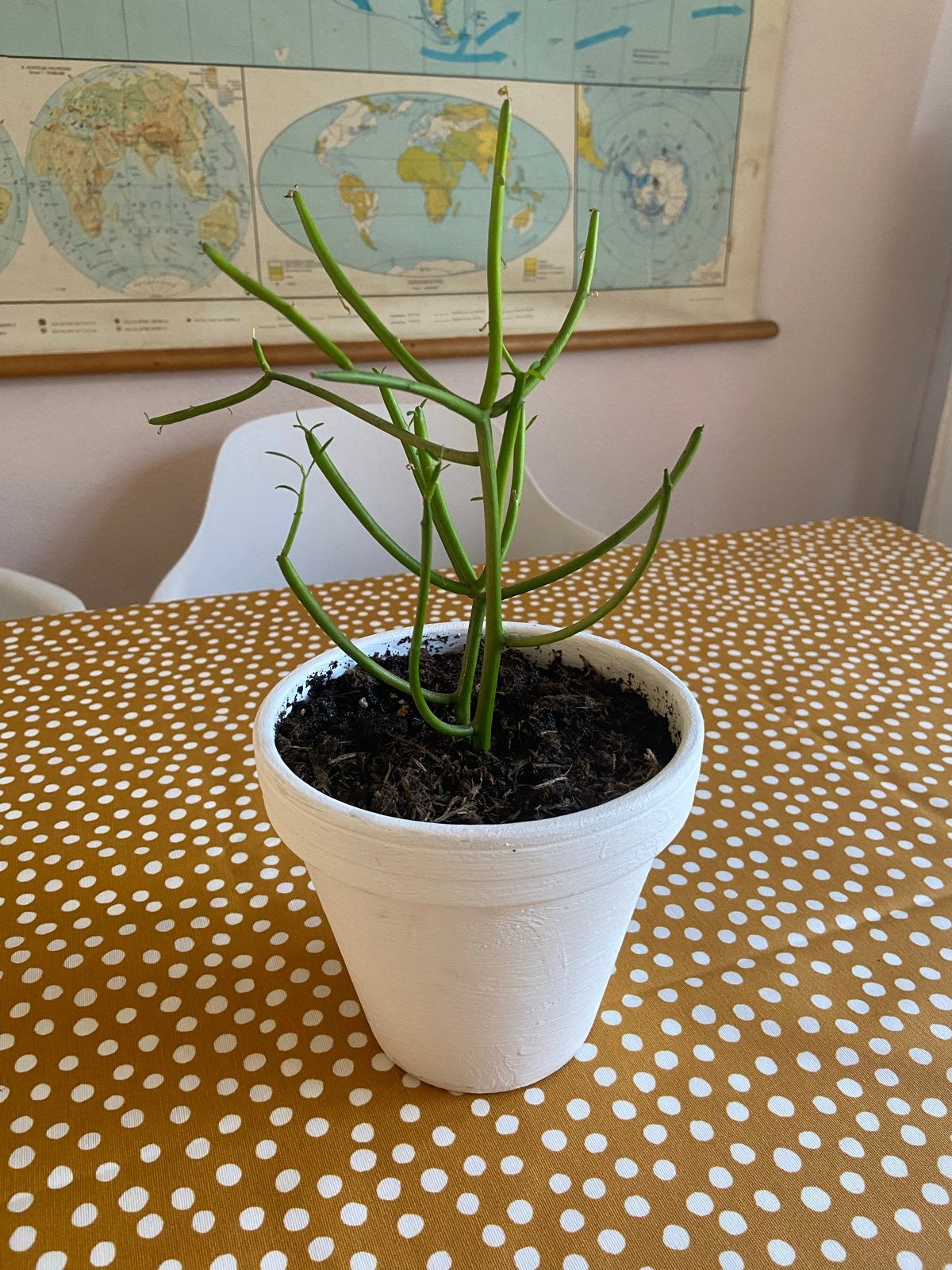 Potplant Euphorbia Tirucalli (Potloodplant), Ophalen, Vetplant, In pot, Minder dan 100 cm