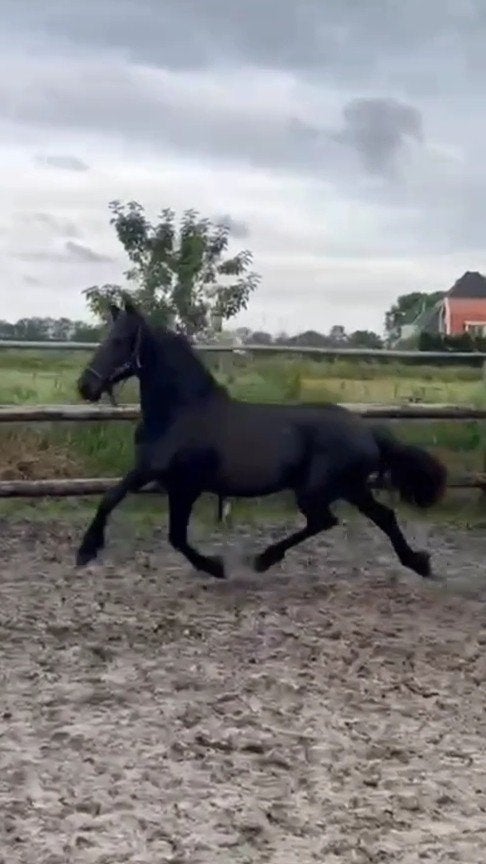 Friese jaarling merrie Ulbe 506 sport x Nane 492 sport
., Merrie, Dressuurpaard, Gechipt, 0 tot 2 jaar