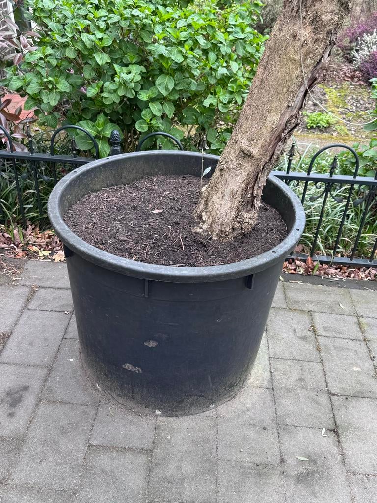 Grote Olijfboom in Pot - Mediterrane Sfeer voor uw Tuin, Volle zon, Vaste plant, Bloeit niet, Ophalen