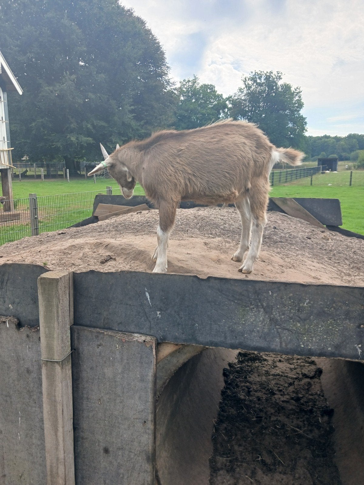 geiten, Meerdere dieren, Geit