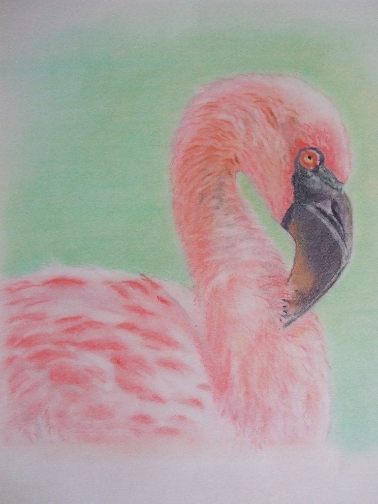 Ingelijste pasteltekening flamingo, Antiek en Kunst, Ophalen of Verzenden, Tekening, Krijttekening, Handgemaakt