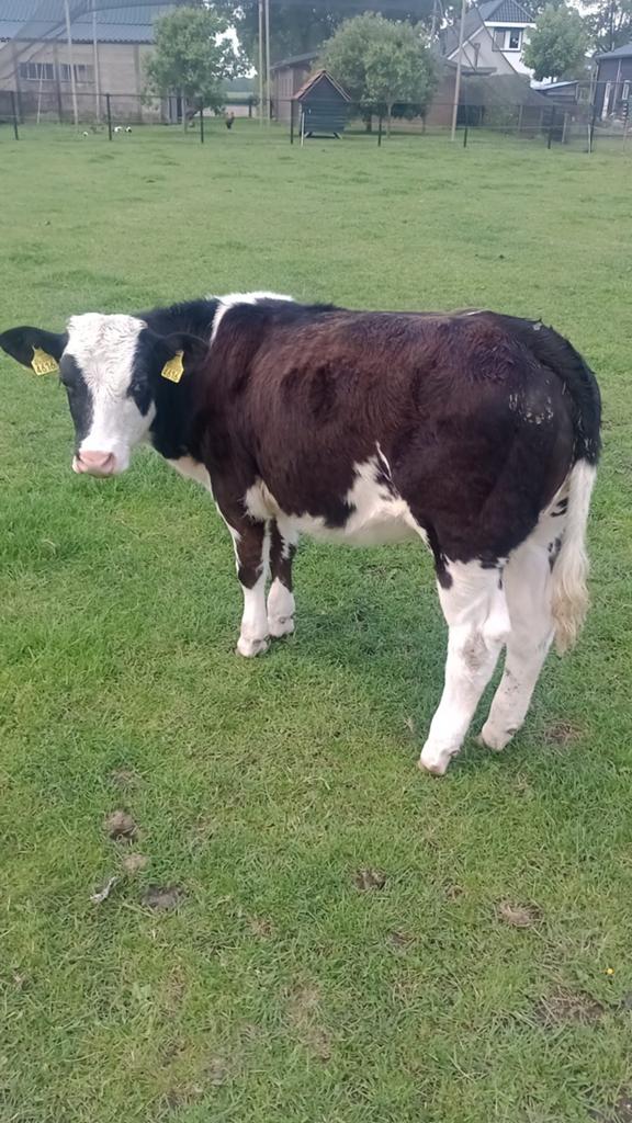 Kruising Fleckvieh  blauwe, Dieren en Toebehoren, Runderen, Vrouwelijk