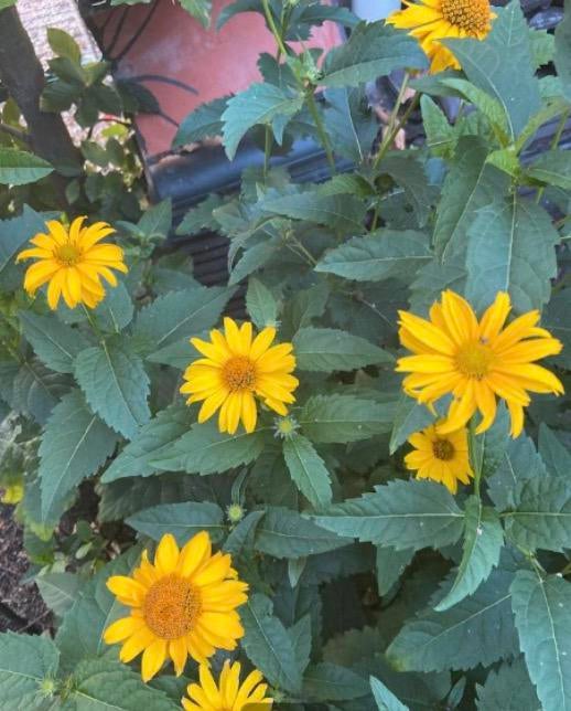Zonneoog - Heliopsis helianthoides 'Venus'., Vaste plant, Halfschaduw, Zomer, Ophalen