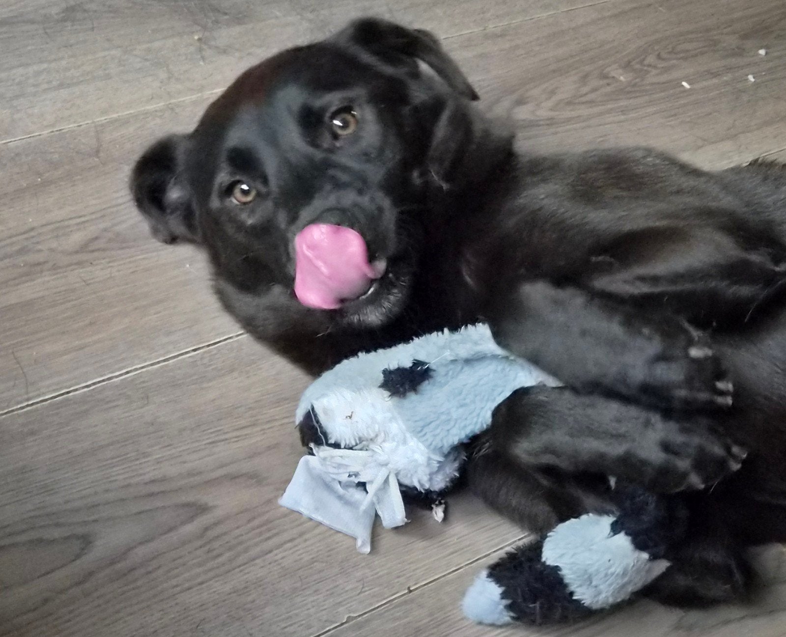 Nora Ter Adoptie, Dieren en Toebehoren, Honden | Niet-rashonden, Particulier, 1 tot 2 jaar, Buitenland, Teef