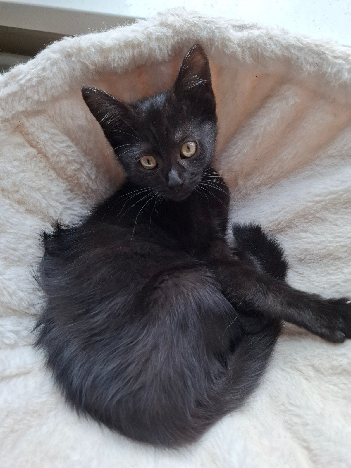 nog 2 kruising ragdoll .mainecoon en brit meisjes.12 wk, Dieren en Toebehoren, Poes, Ontwormd, 0 tot 2 jaar